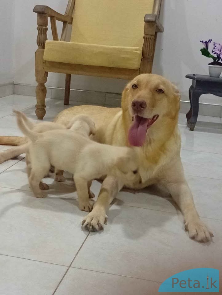 Labrador puppies for sale