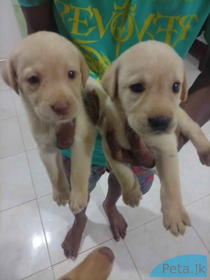 Labrador puppies for sale