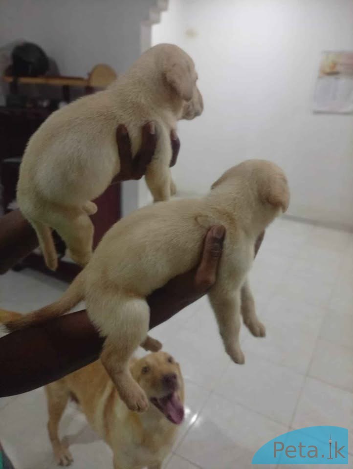 Labrador puppies for sale