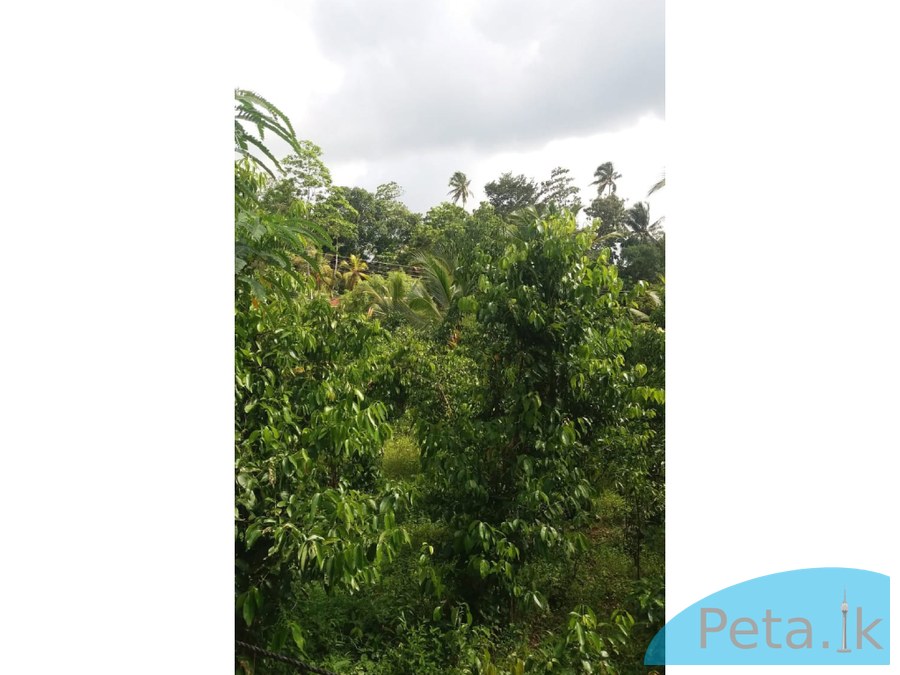 Land for sale